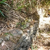 Plants: image 101 Of 208 Thumb